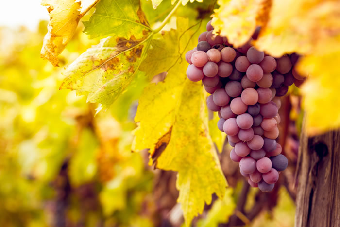 Brenner's on the Bayou Wine Fest | March 31 from 4pm to 7pm
